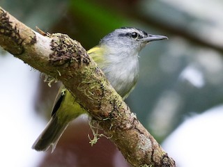  - Rufous-rumped Antwren