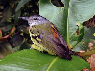 雄鳥 - Jorge Muñoz García   CAQUETA BIRDING - ML47869071