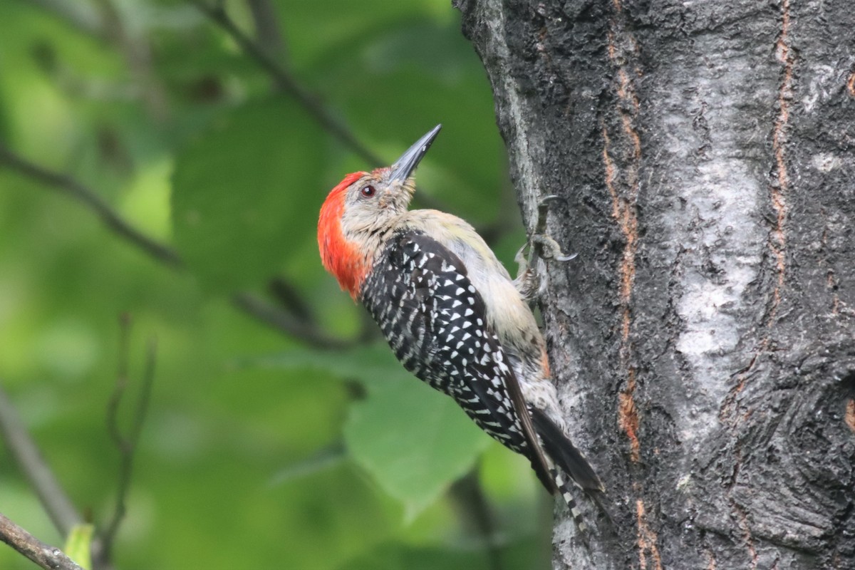 Red-bellied Woodpecker - ML478695351