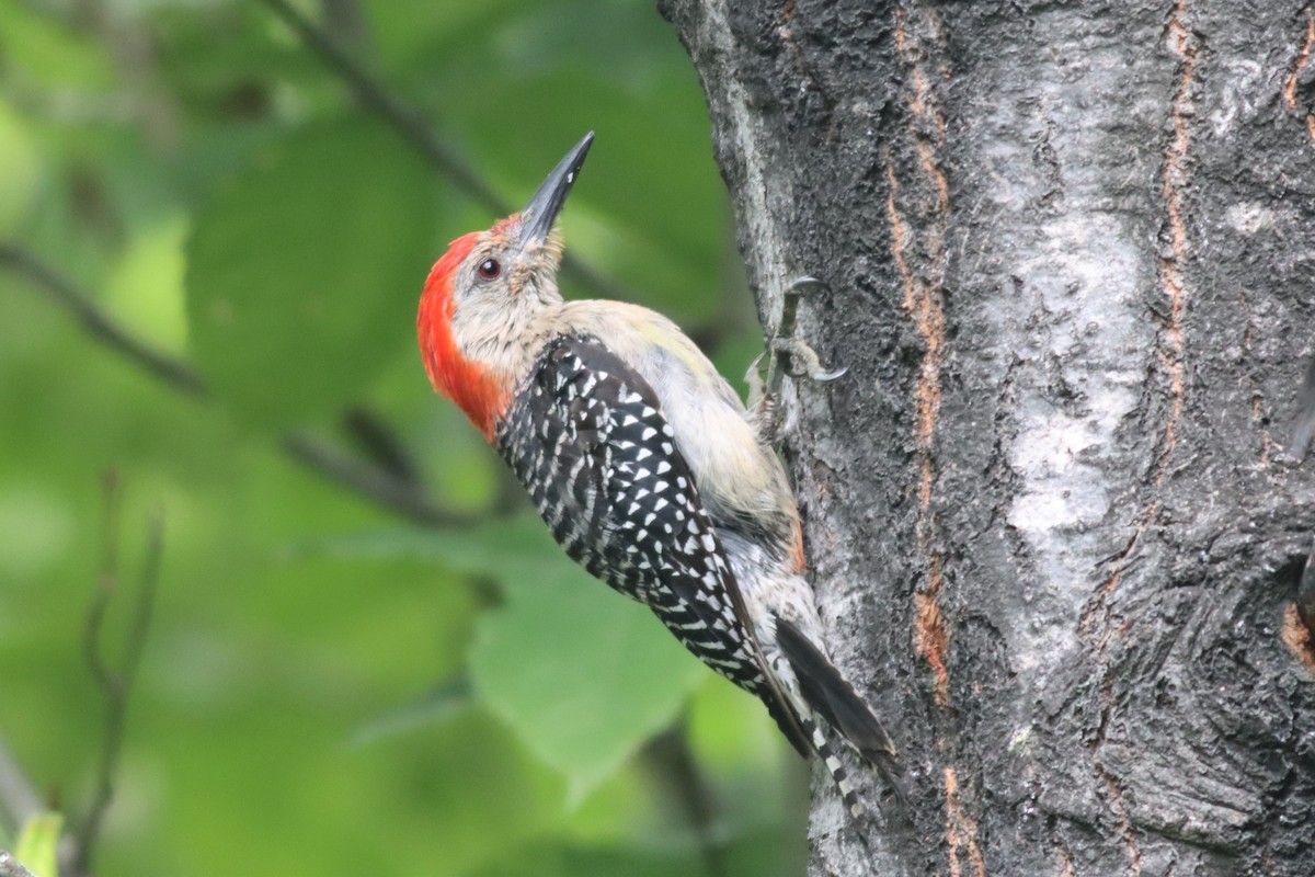 Red-bellied Woodpecker - ML478695361