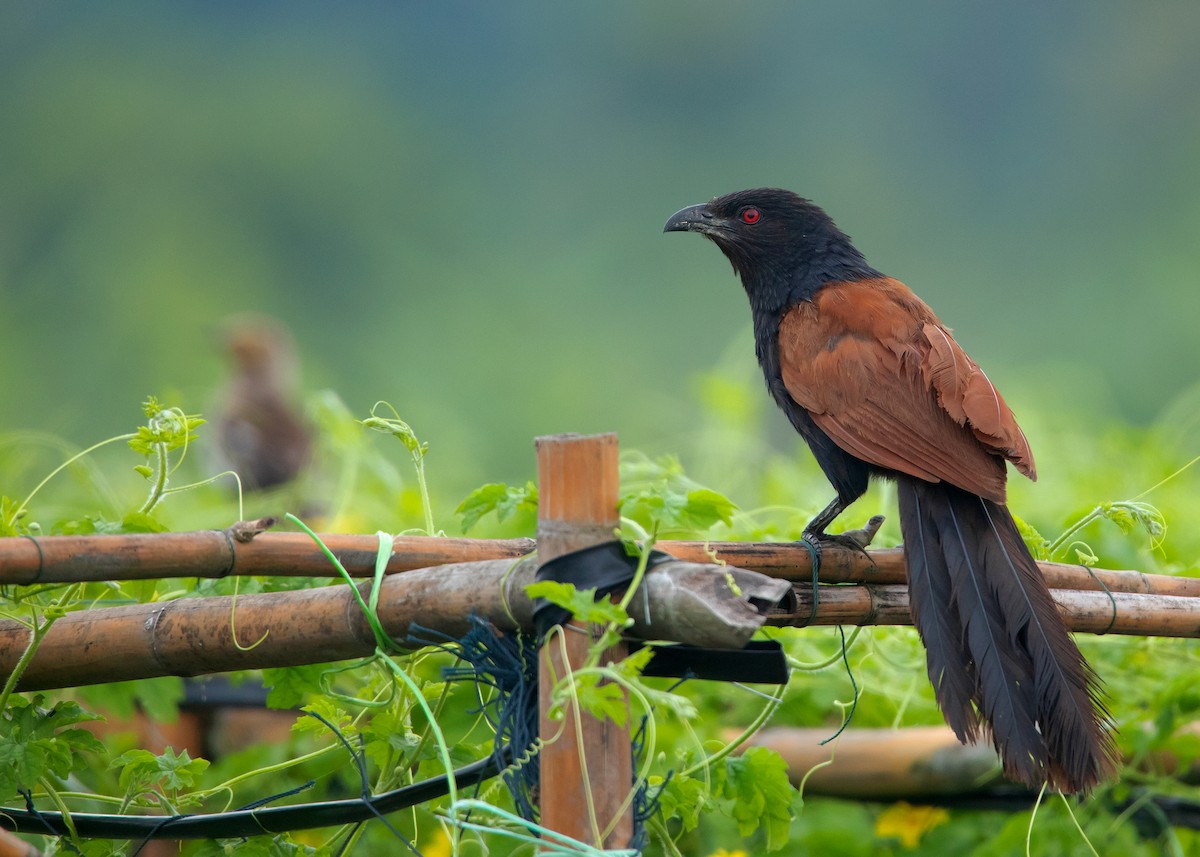 Greater Coucal (Greater) - ML478695621