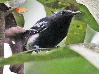  - White-flanked Antwren