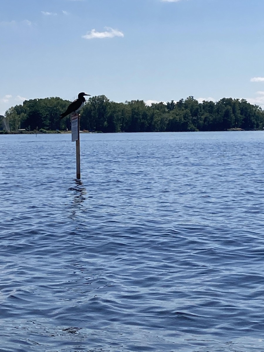 eBird Checklist 26 Aug 2022 Lake Onalaska, La Crosse USWI 43.90188