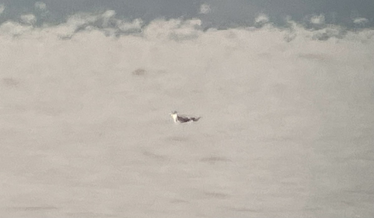 Wisconsin eBird Checklist 27 Aug 2022 Lake KoshkonongVinnie HaHa