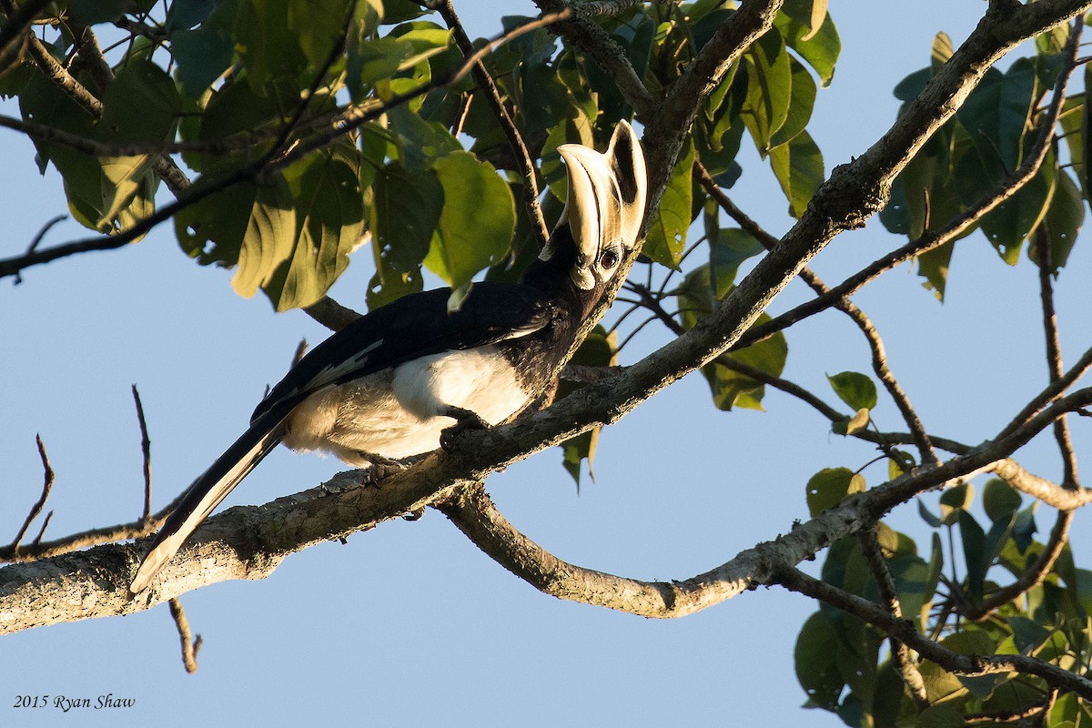 Oriental Pied-Hornbill - Ryan Shaw