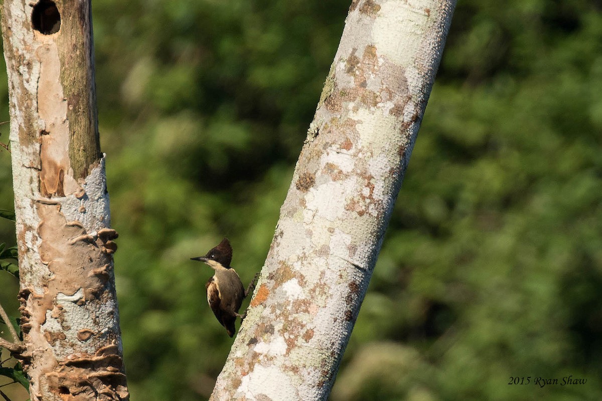 Heart-spotted Woodpecker - Ryan Shaw