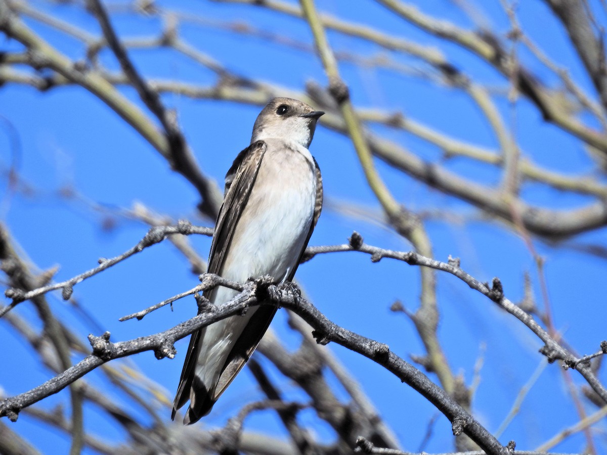 Northern Rough-winged Swallow - John Petriello