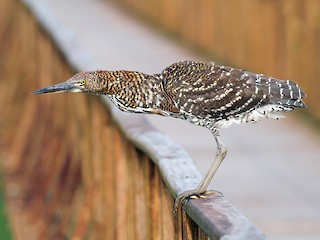 幼鳥 - Diego Oscar / Sandpiper Birding & Tours - ML47871171