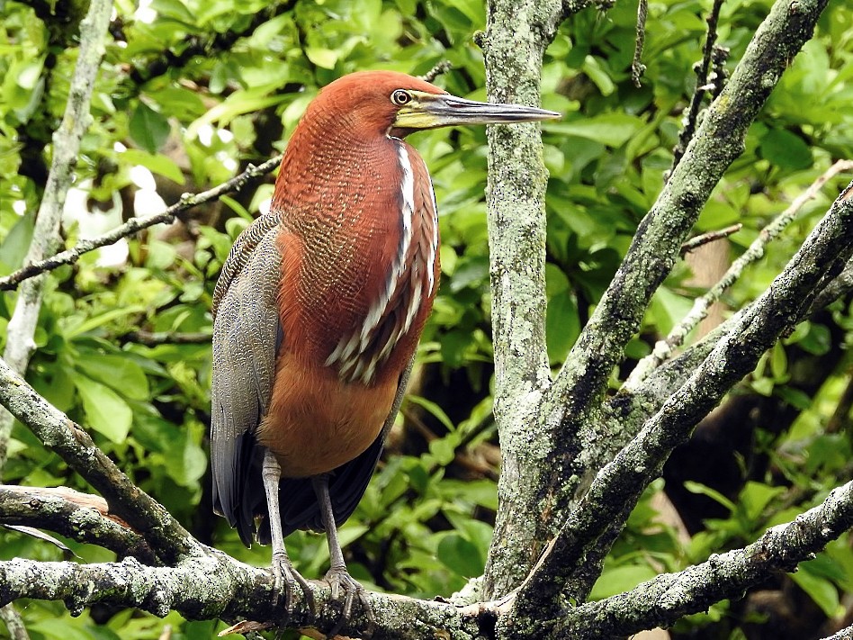 Rufescent Tiger-Heron - Audubon de Venezuela