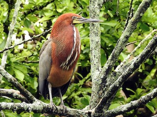 成鳥 - Audubon de Venezuela - ML47871181