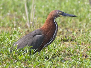  - Rufescent Tiger-Heron