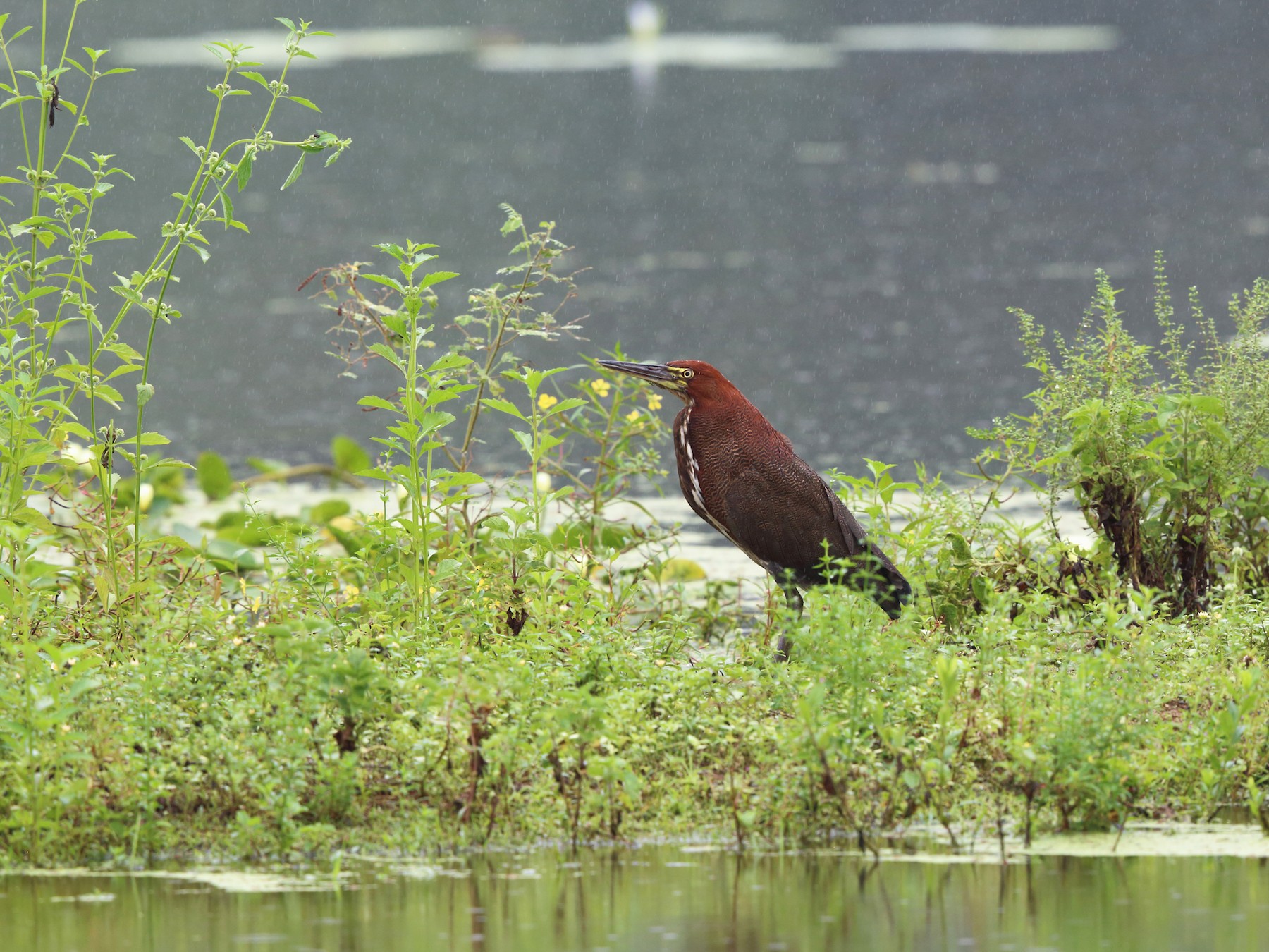 Hocó Colorado - eBird