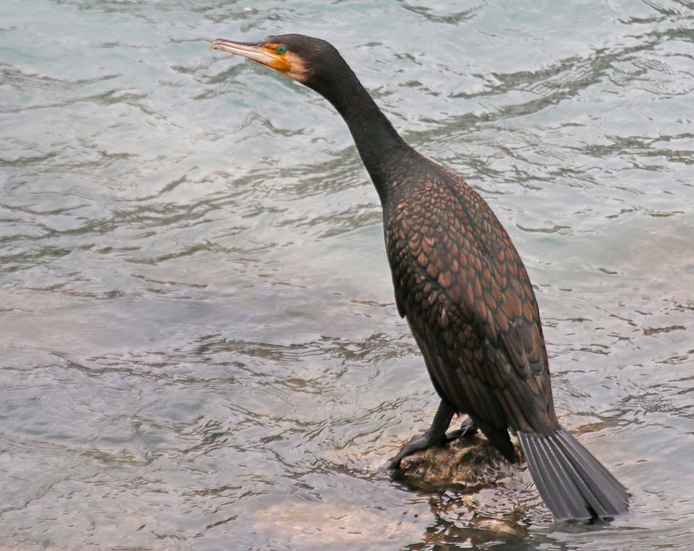 Great Cormorant (Eurasian) - ML47871251