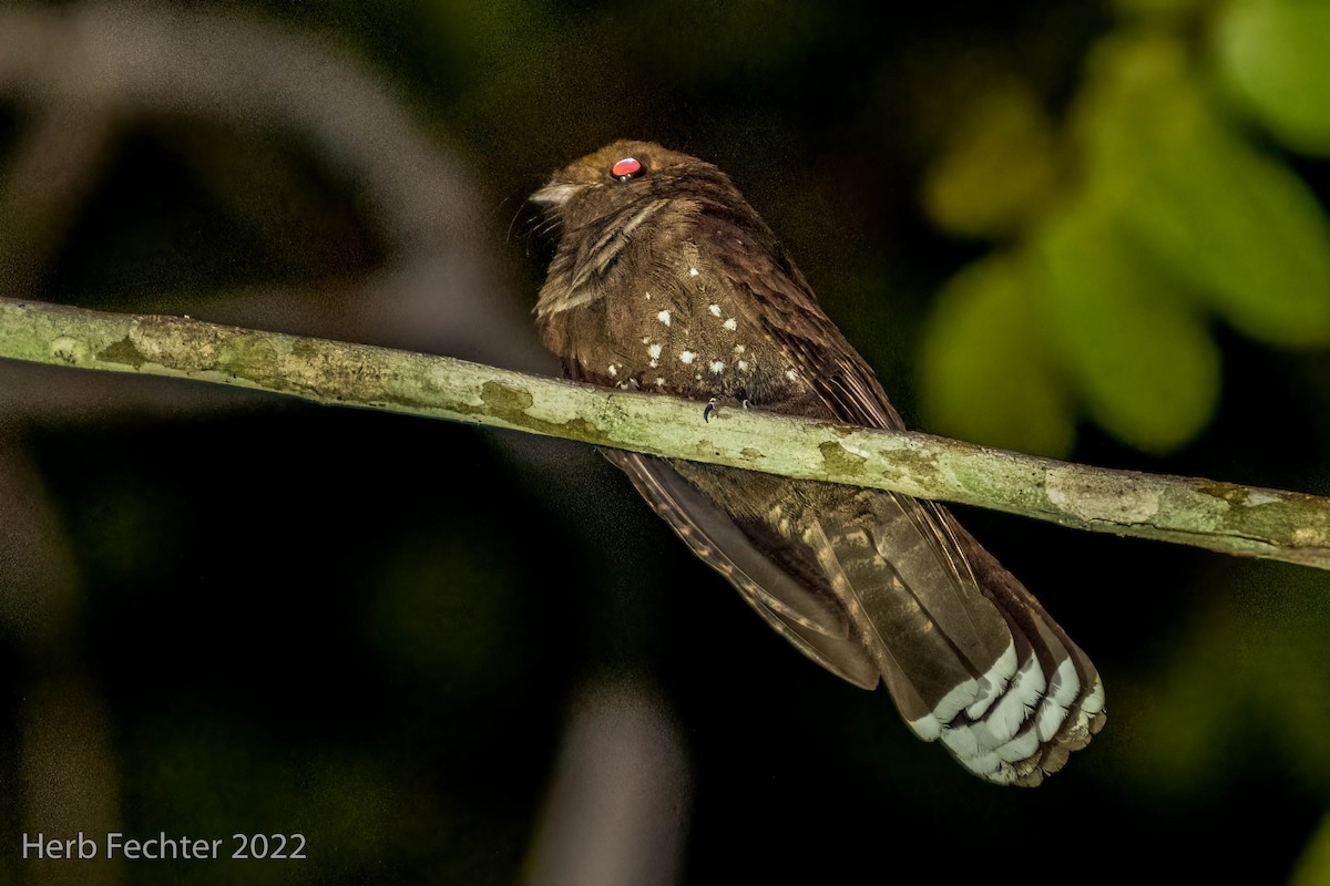 Ocellated Poorwill - ML478717651