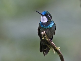 Male (Blue-tailed) - Zak Pohlen - ML47871861
