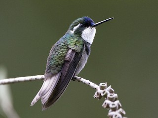  - White-throated Mountain-gem