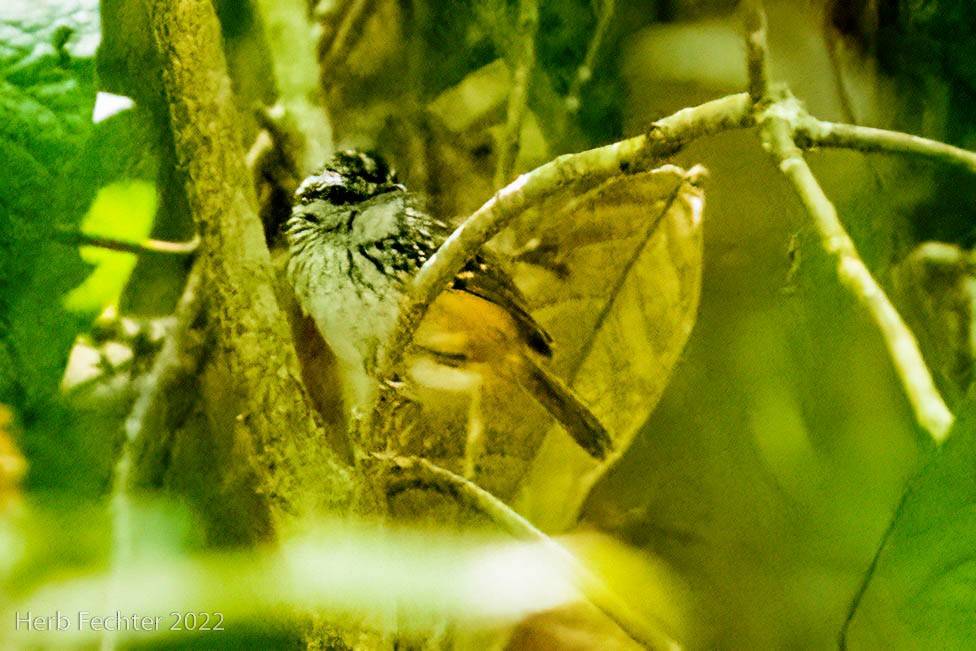 Rondonia Warbling-Antbird - ML478722601