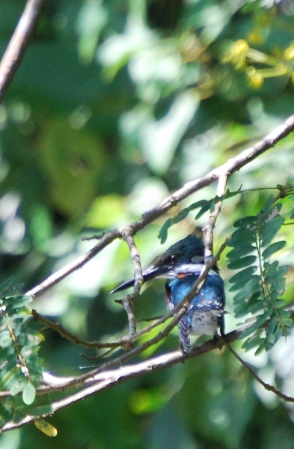 Amazon Kingfisher - ML478726161