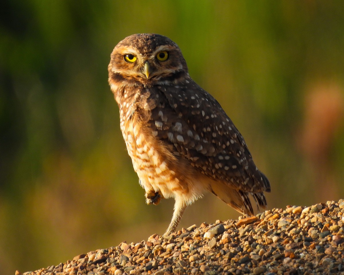 Burrowing Owl - ML478729041