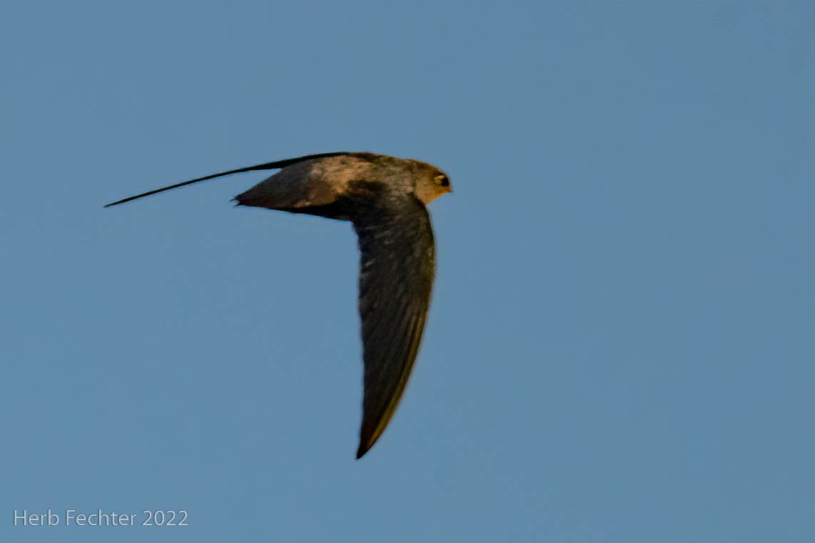 Short-tailed Swift - Herbert Fechter