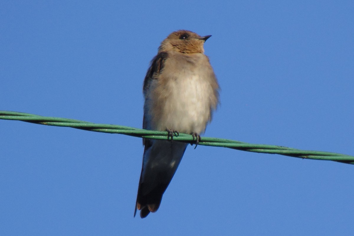 Northern Rough-winged Swallow - ML478735361