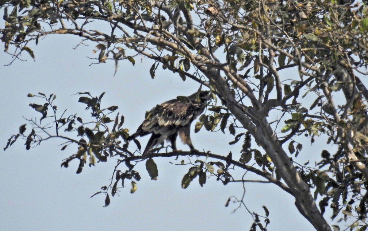 Greater Spotted Eagle - Saurabh Agrawal