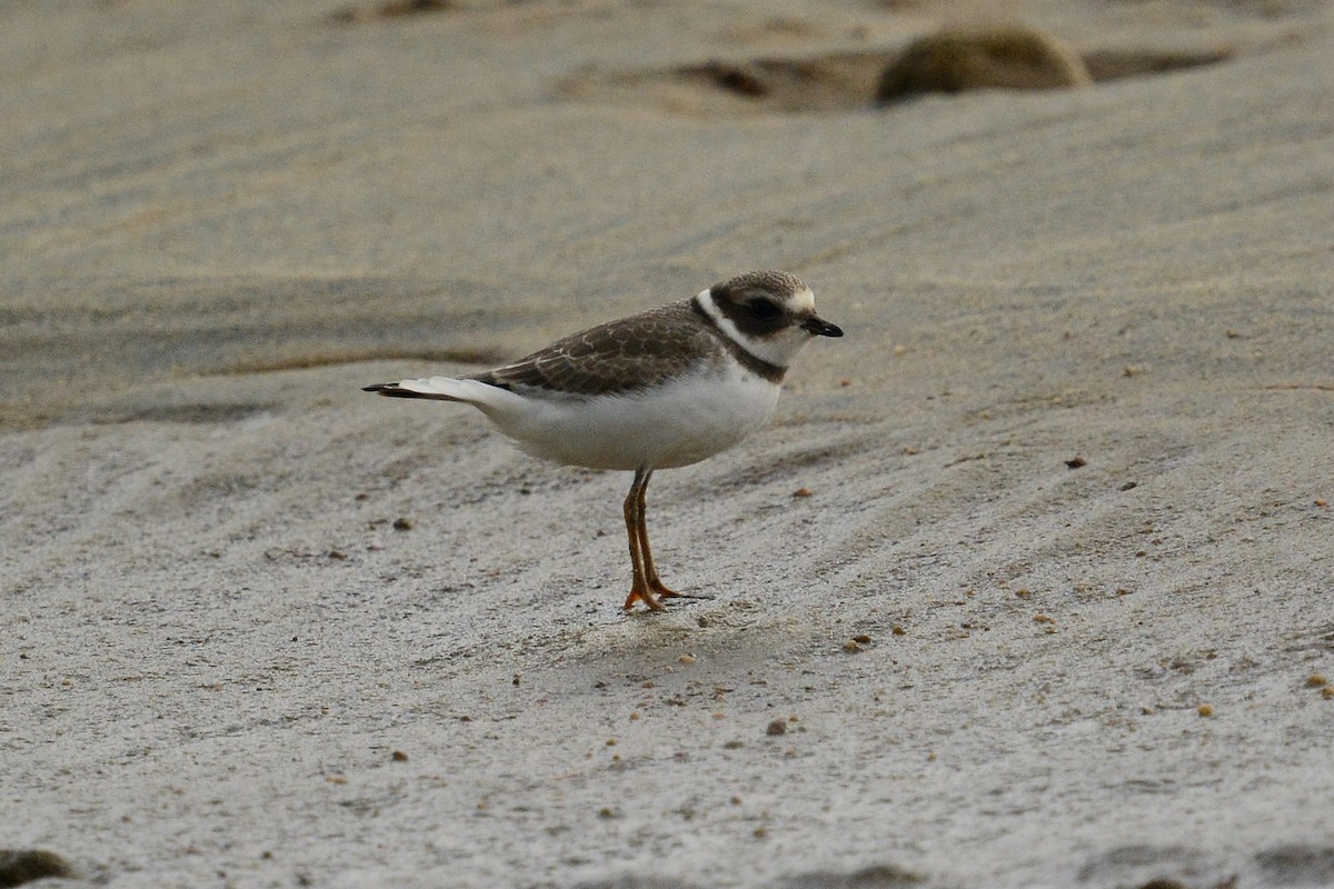 Semipalmated Plover - ML478737201
