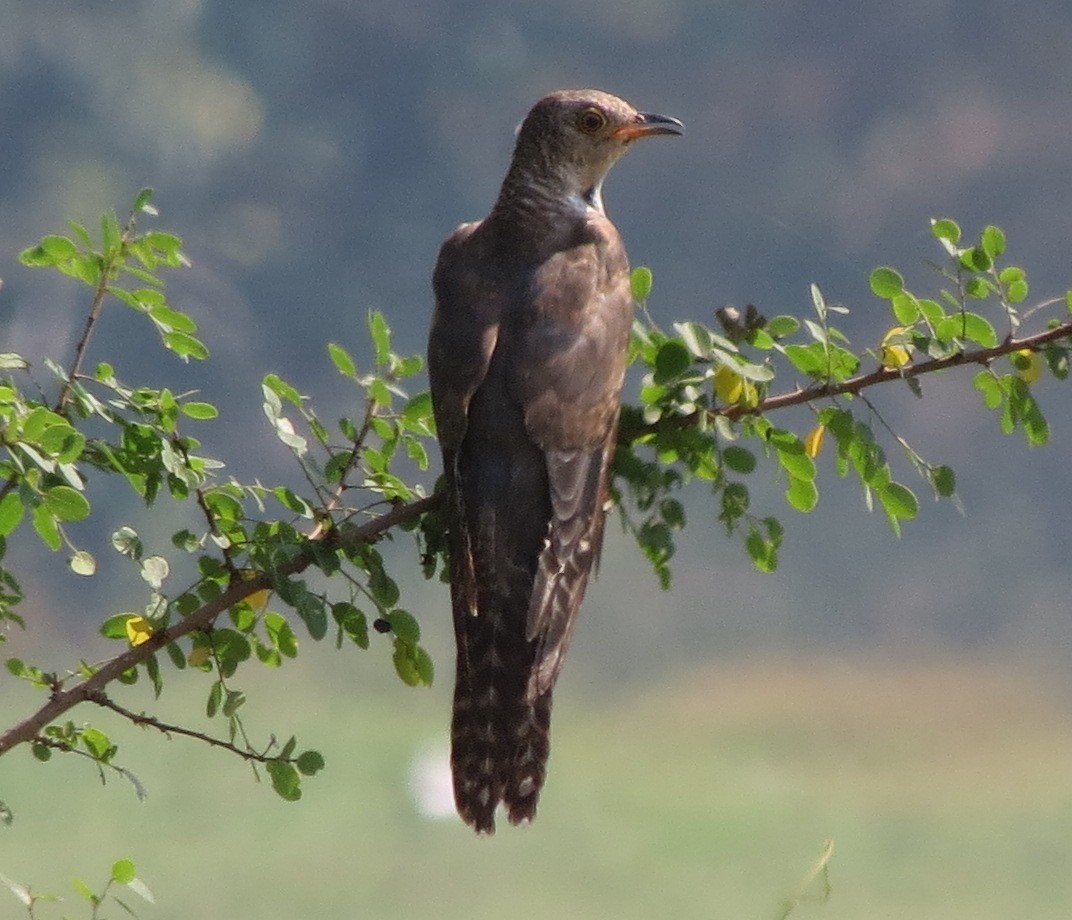 Common Cuckoo - Abdul Raheem Munderi