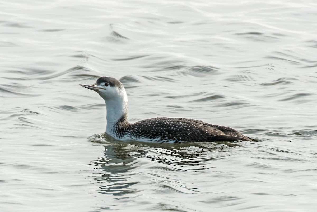 Red-throated Loon - William Batsford