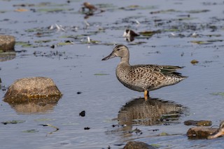 Blue-winged Teal, ML478740791