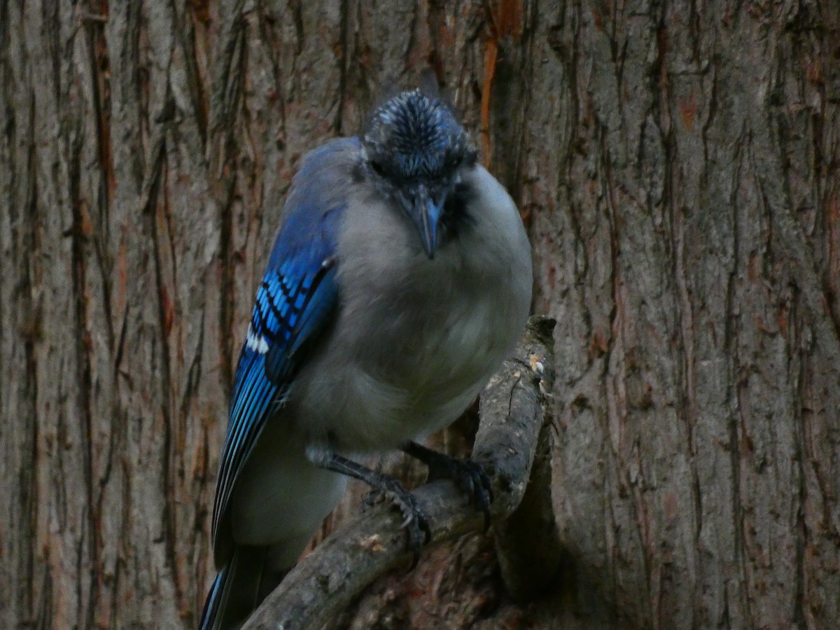 ML478741481 Blue Jay Macaulay Library