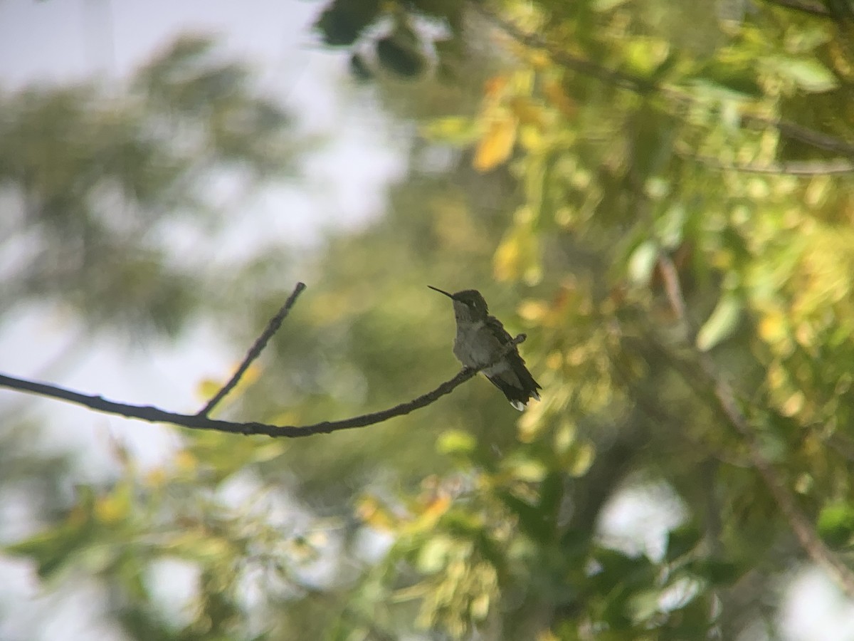 Ruby-throated Hummingbird - Steve Murkowski