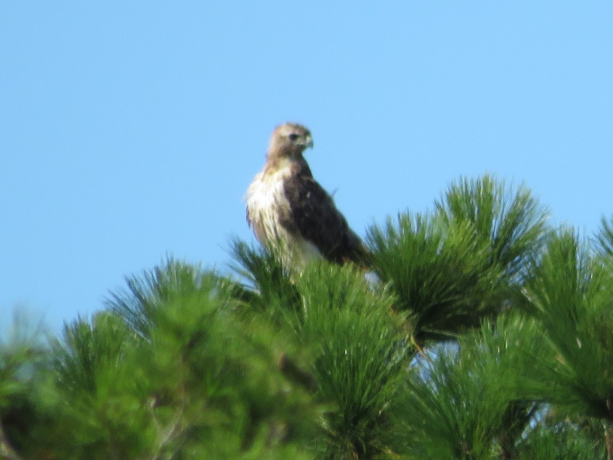 Red-tailed Hawk (umbrinus) - ML478742271