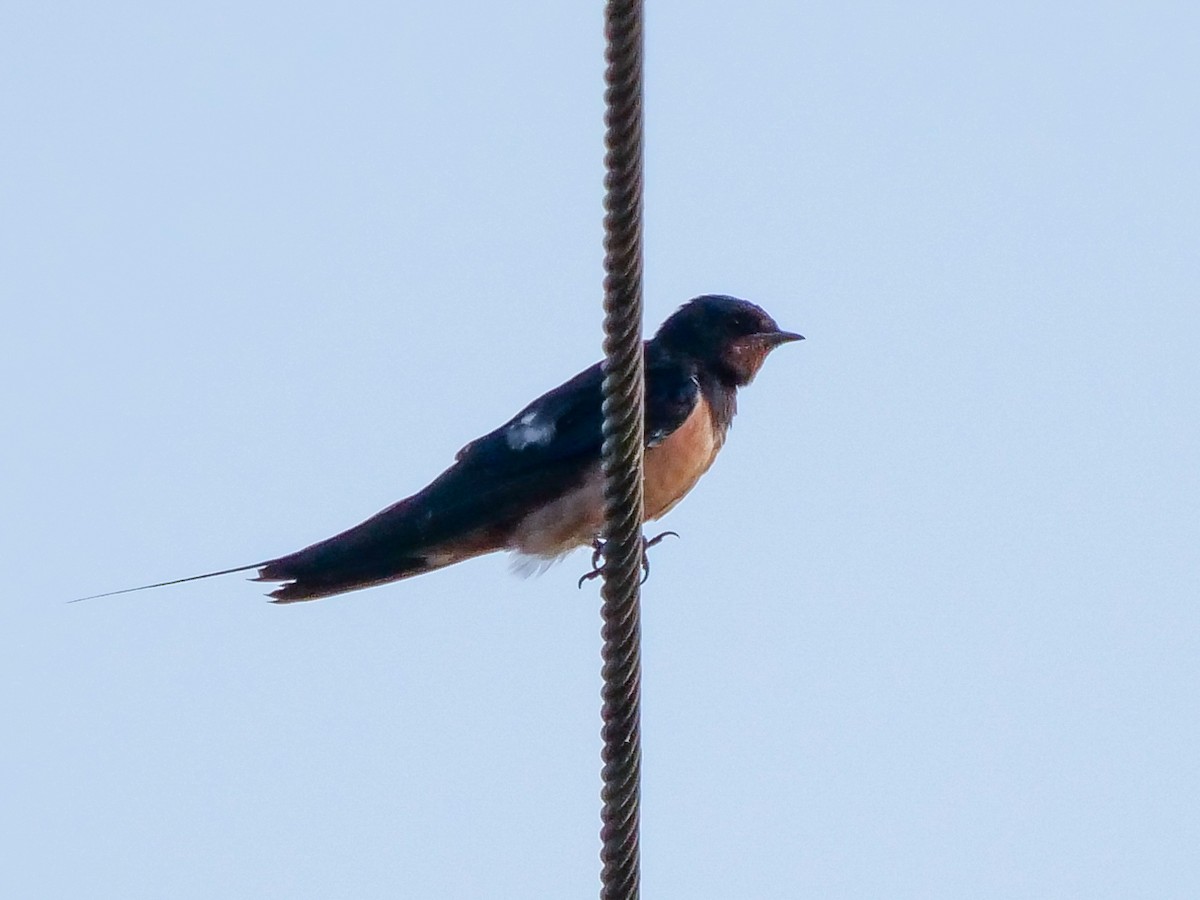 Barn Swallow (Levant) - ML478747721