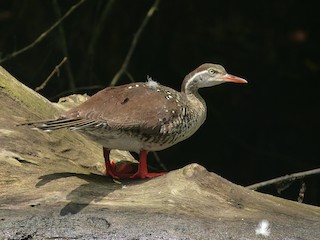  - African Finfoot