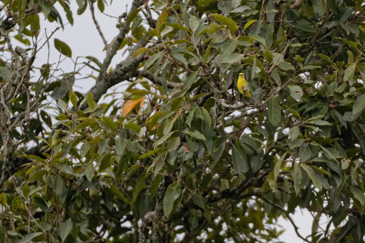 Yellow-fronted Canary - ML478749501
