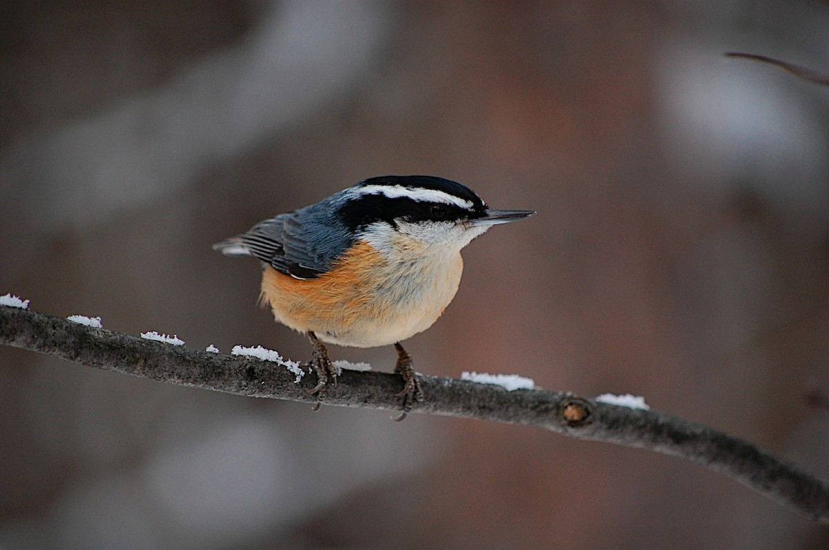 Red-breasted Nuthatch - Marc St. Onge