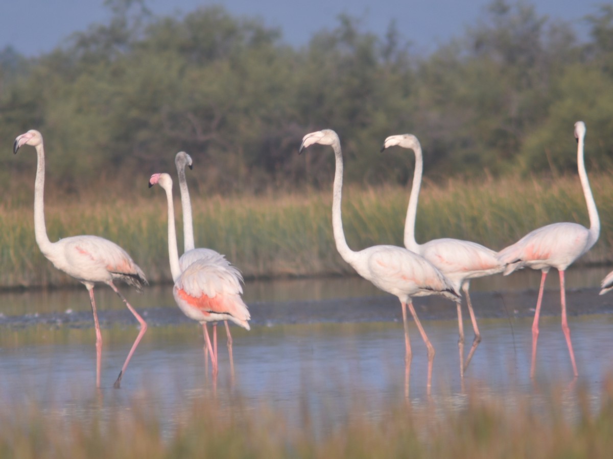 Greater Flamingo - ML478756301