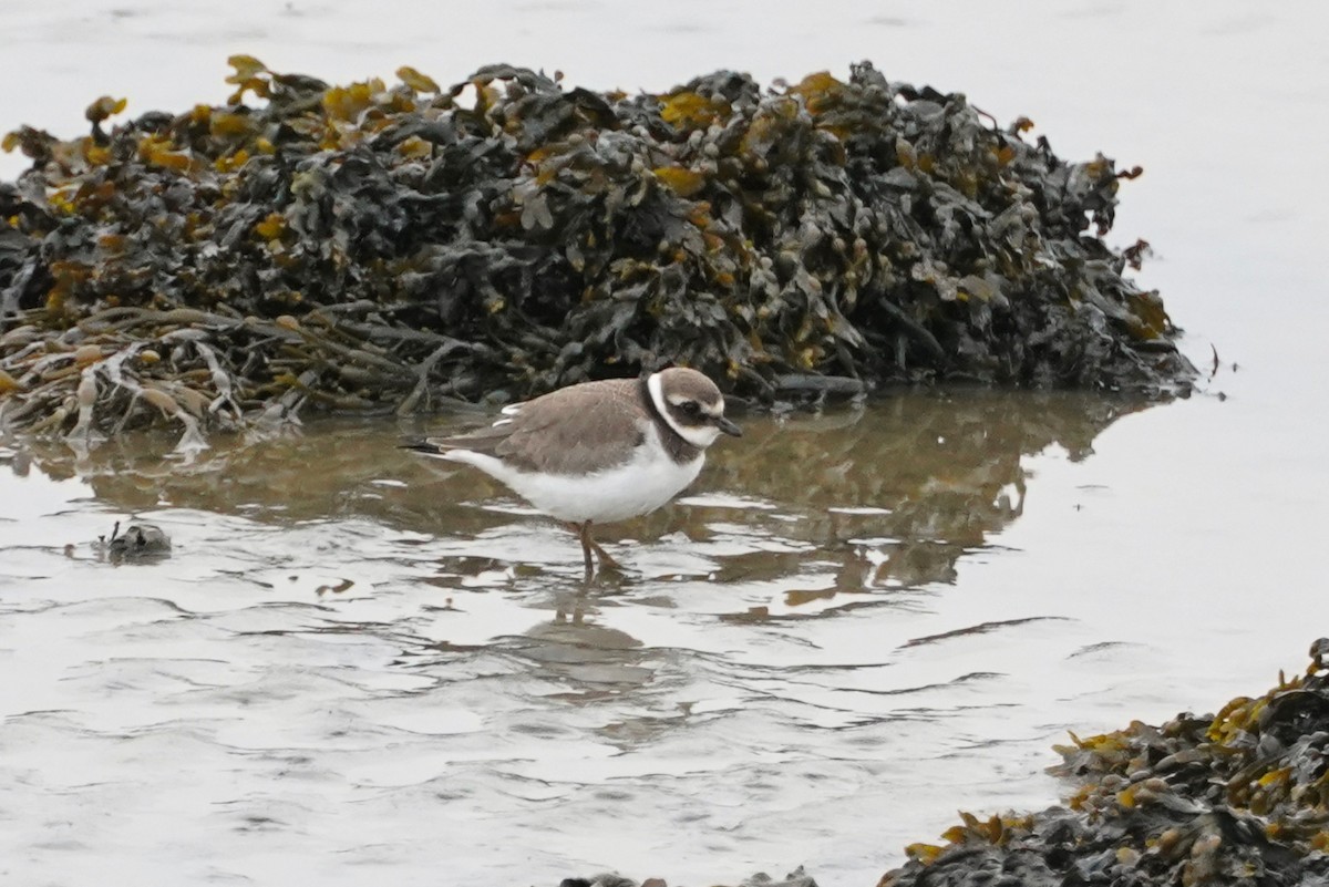 Common Ringed Plover - ML478756321