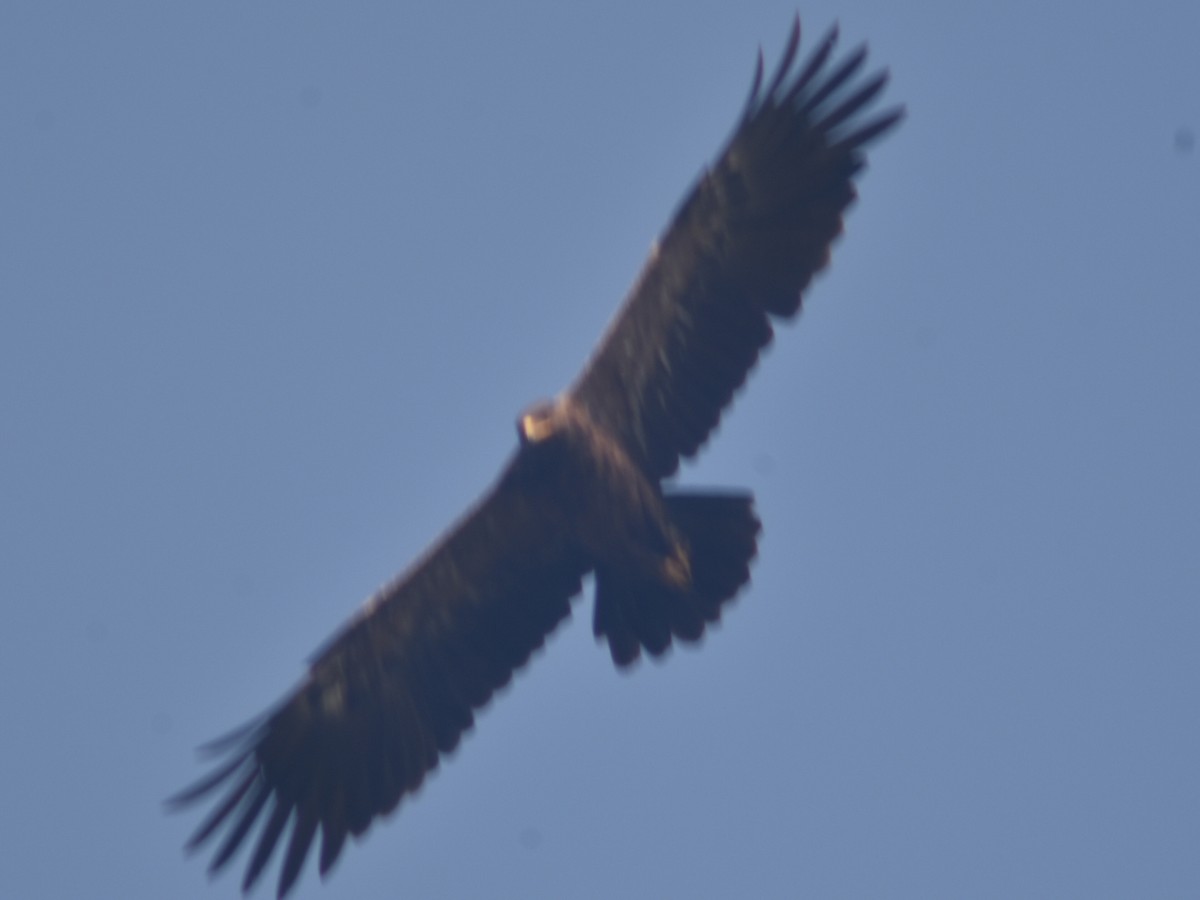Lesser Spotted Eagle - Metin Güzeliş