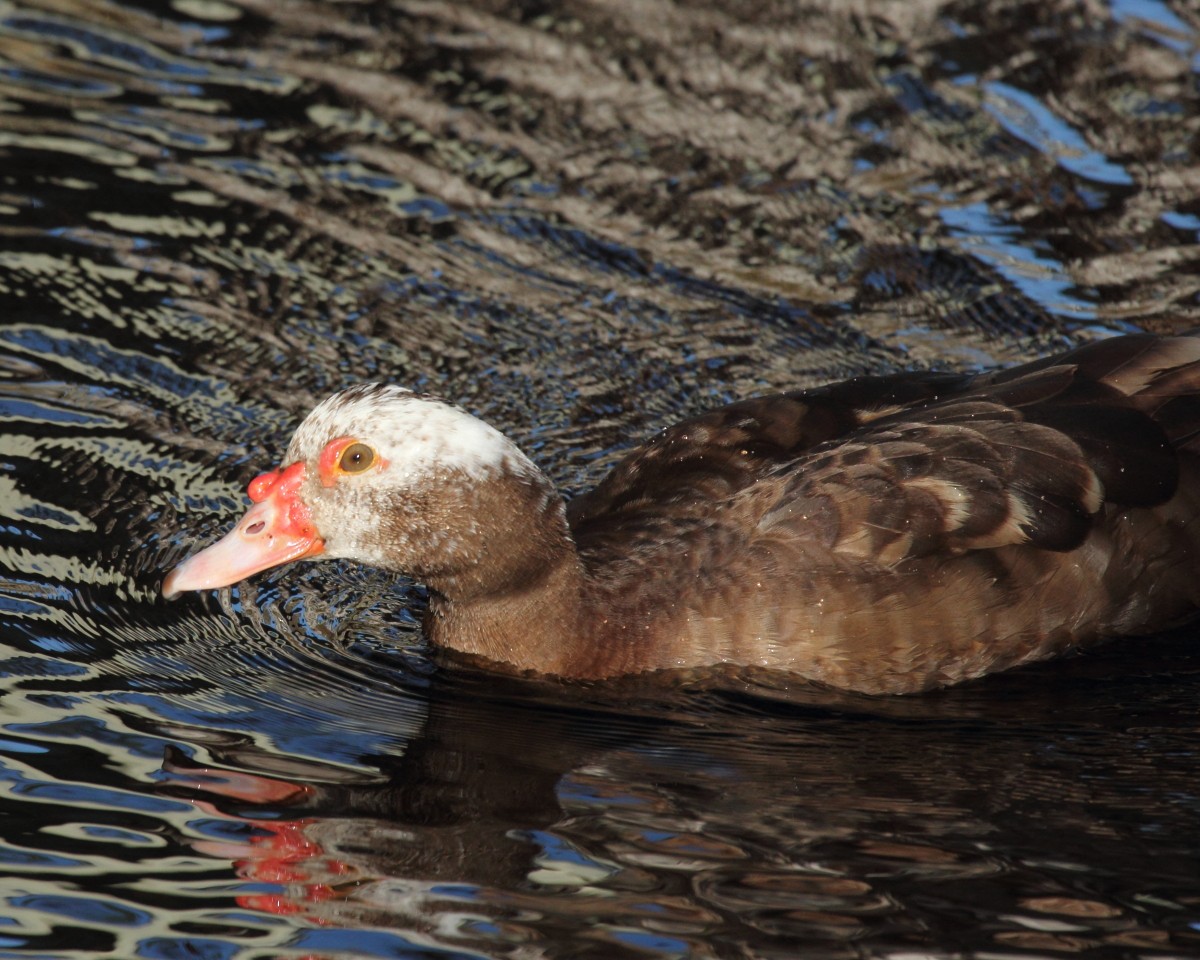 Muscovy Duck (Domestic type) - Mike V.A. Burrell