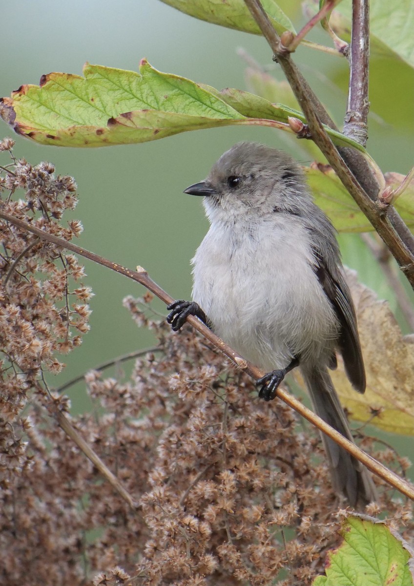 ML478758291 - Bushtit - Macaulay Library