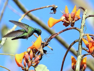 パナマモラ４点(向かい合う鳥他３点) パナマの野鳥3 | 旅・鳥・日常生活