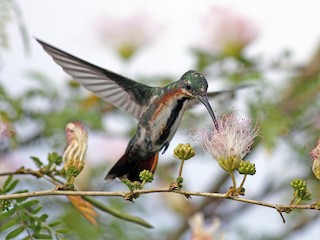 パナマモラ４点(向かい合う鳥他３点) パナマのカラフルな鳥のモラ。グナ ヤラ族の女性の刺繍。パナマ