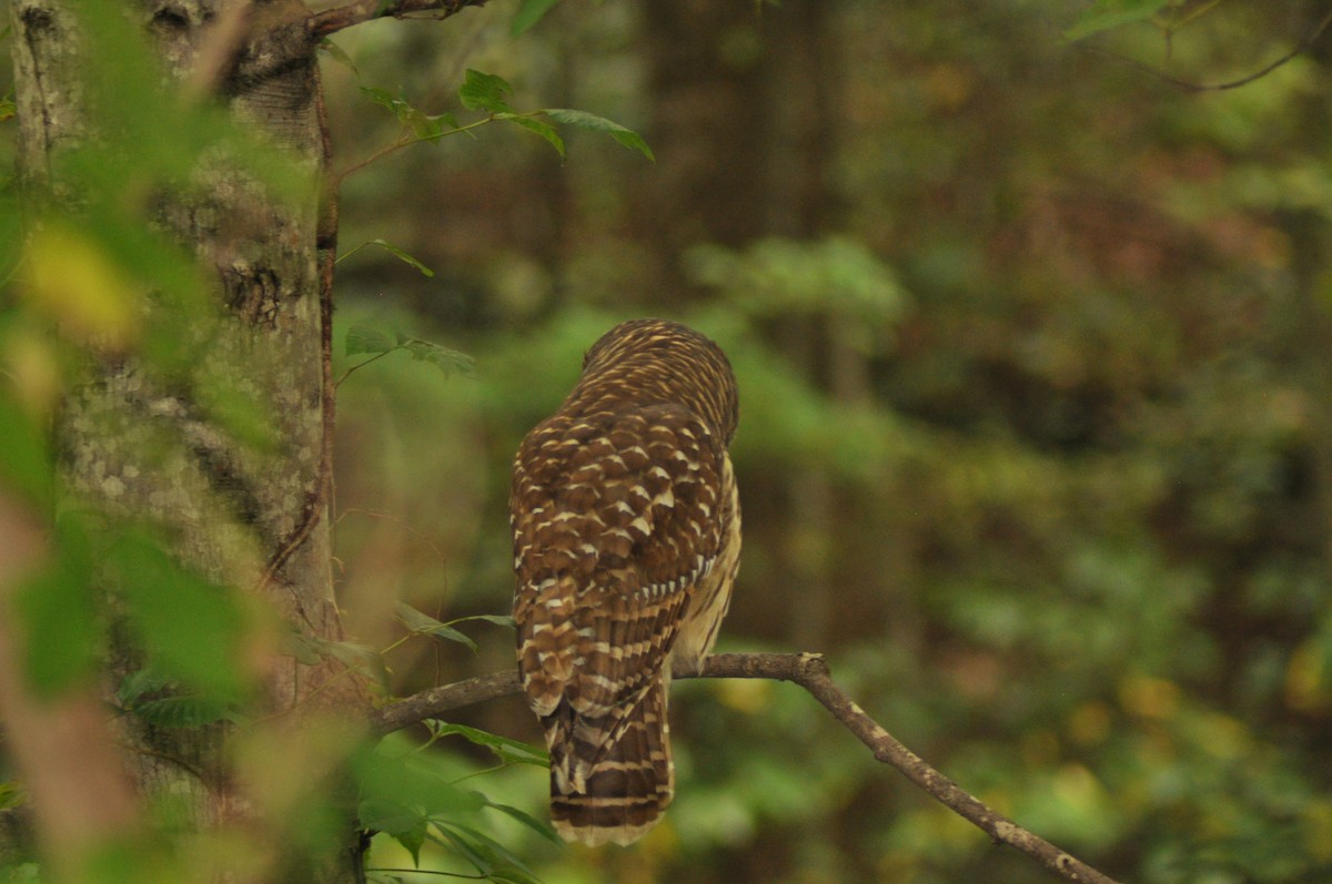 Barred Owl - Tommie Rogers