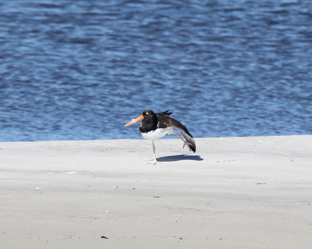 American Oystercatcher - Mike V.A. Burrell