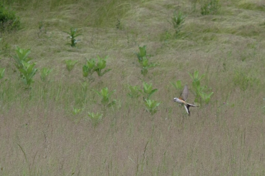 Scissor-tailed Flycatcher - William Hull