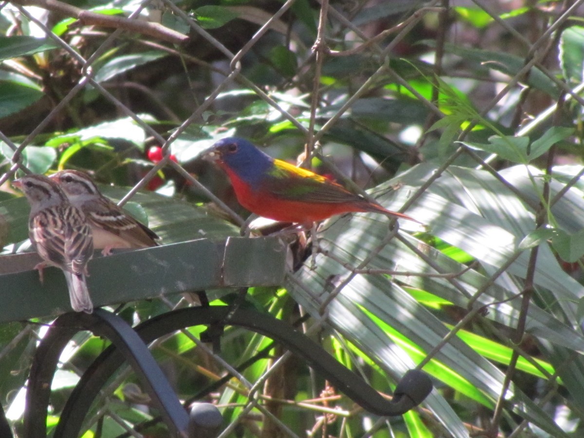 Painted Bunting - ML47876601