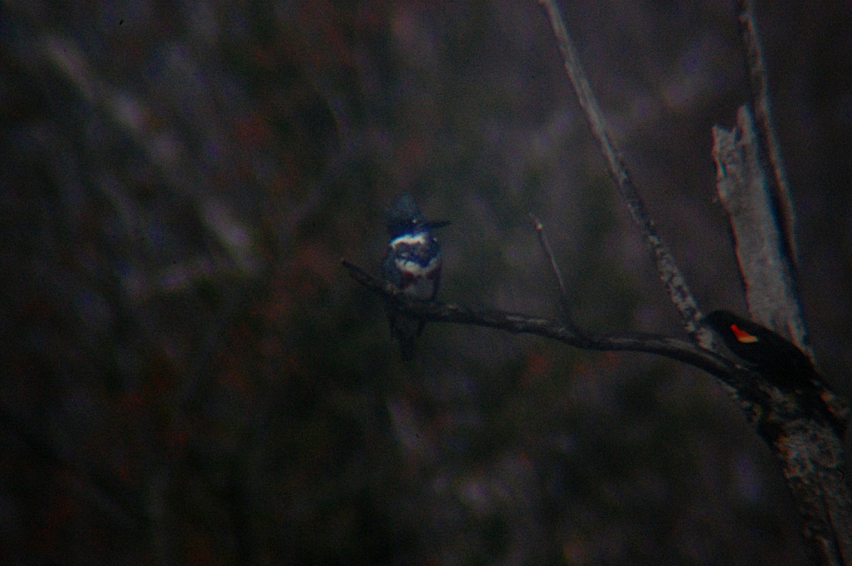 Belted Kingfisher - ML47876641