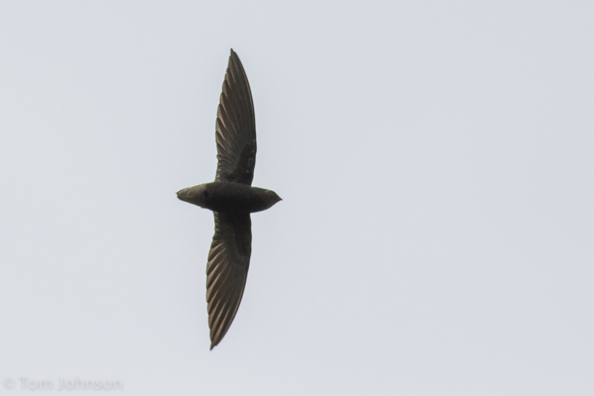 Short-tailed Swift - Tom Johnson
